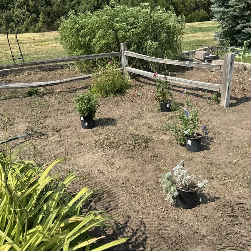 Landscape design consultation with plants laid out before installation by ATK Landscaping